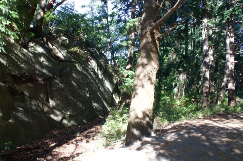 Sunlit Forest Trail With Rock Wall