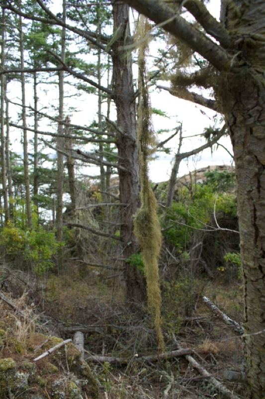 Hanging Moss in Coastal Forest