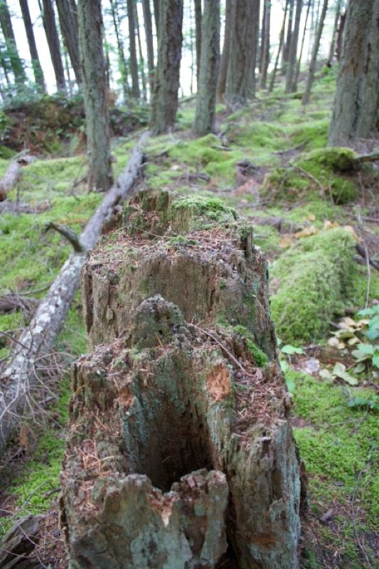 Decaying Tree Stump in Mossy Forest