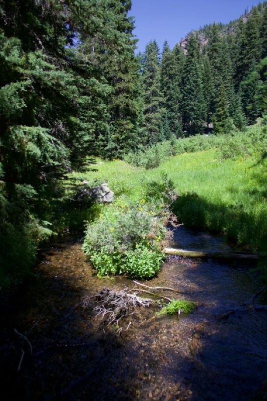 Mountain Stream in Sunlit Forest