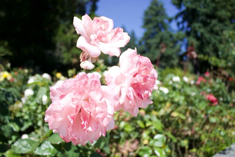 Pink Roses Blooming in Garden