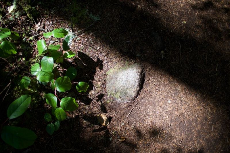 Dappled Forest Floor with Rock and Leaves