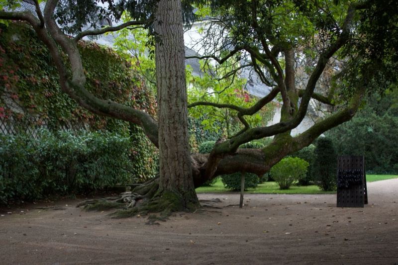 Large Gnarled Tree In Park