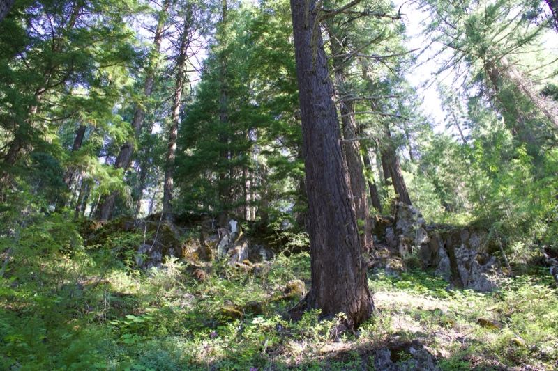 Sunlit Conifer Forest Interior