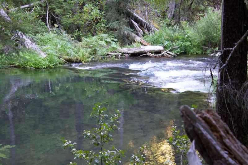 Forest Stream With Rapids And Fallen Log