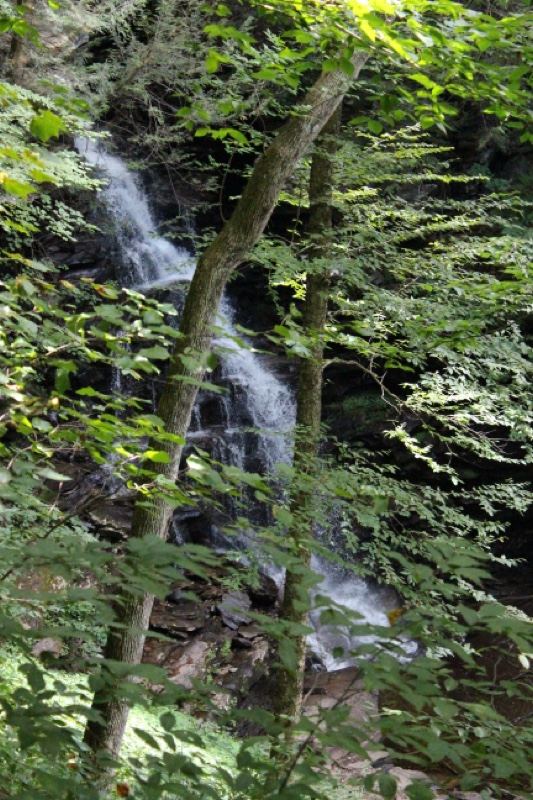Forest Waterfall Through Green Foliage