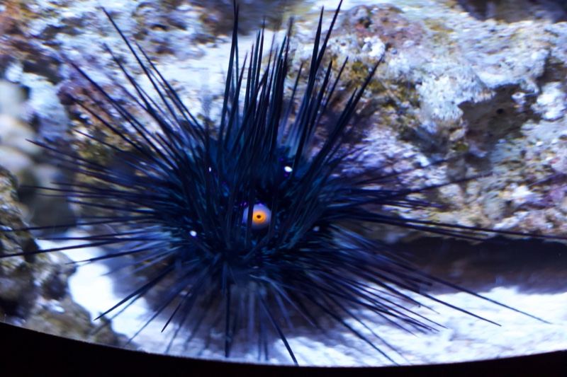 Black Long-Spined Sea Urchin Close-Up