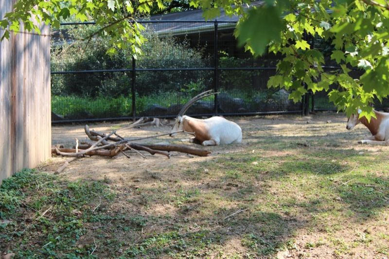 Goats Resting in Zoo Enclosure