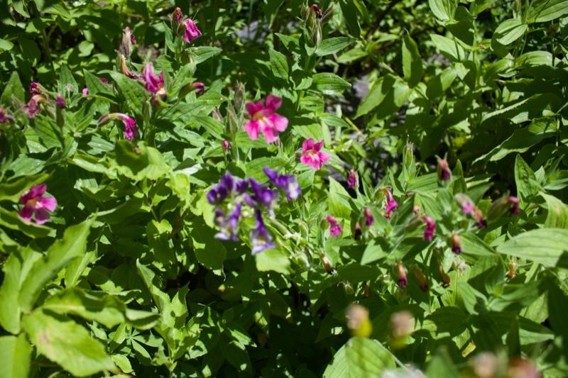Pink and Purple Monkeyflowers in Foliage