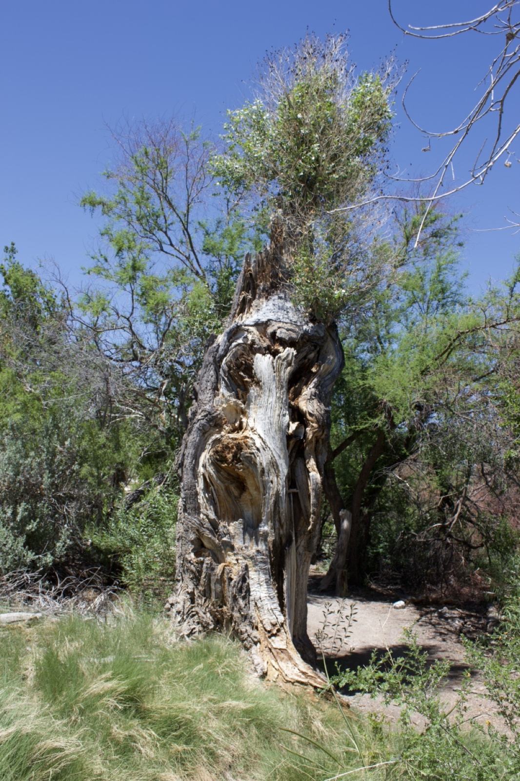 Hollowed Tree Trunk With New Growth