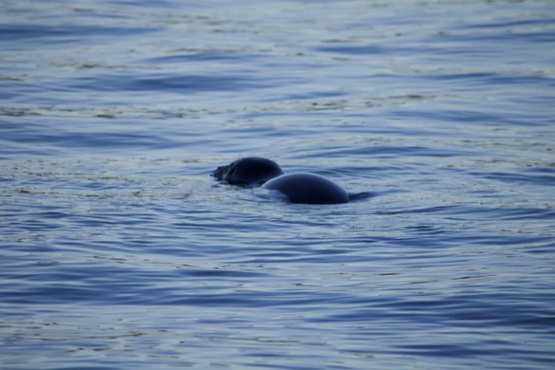 Seal Surfacing in Blue Water