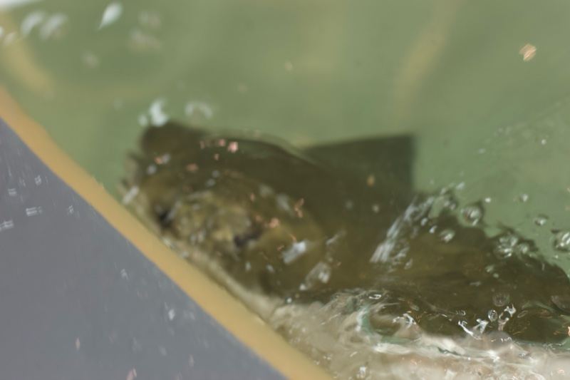 Shark swimming near water surface