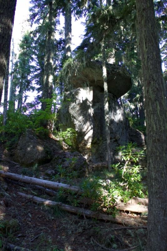 Mossy Boulder in Dense Forest