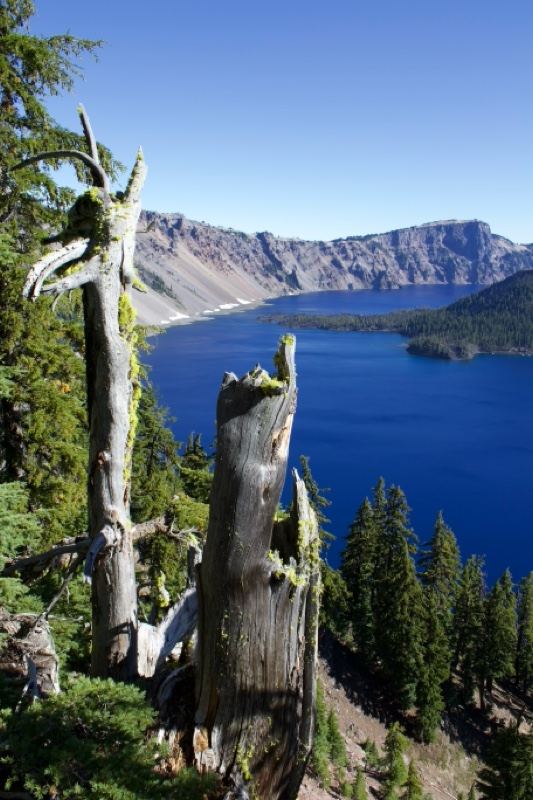 Crater Lake View Through Dead Snag