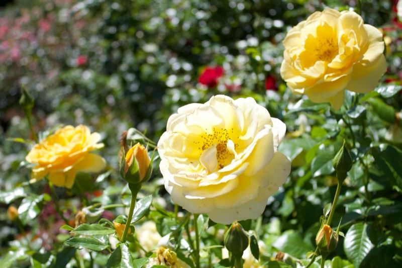 Yellow Roses in Garden Bloom