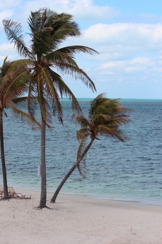 Palm Trees on Tropical Beach