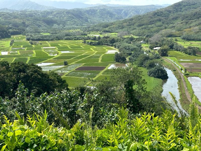 Hanalei Valley Rice Paddies Aerial View