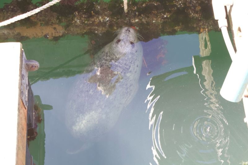 Seal Underwater Near Dock