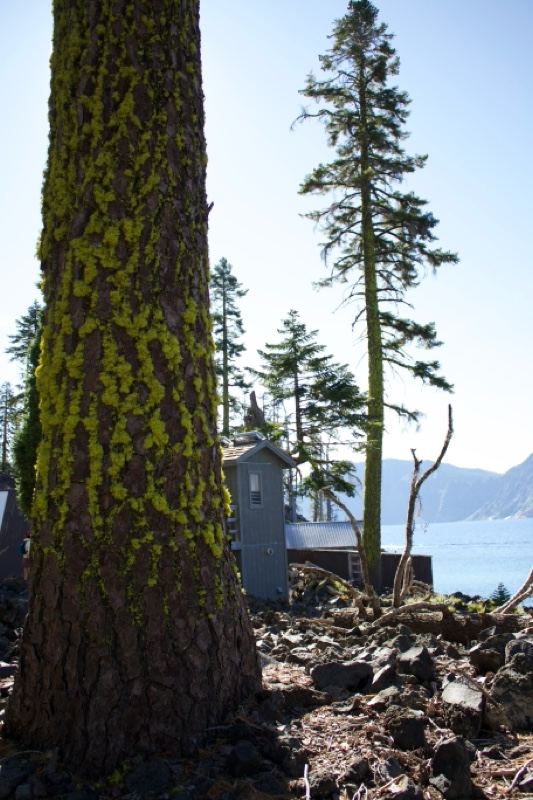 Lichen Covered Pine by Lake Shore