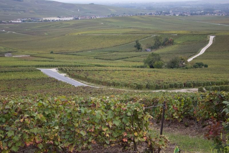 Rolling Vineyard Landscape in Countryside