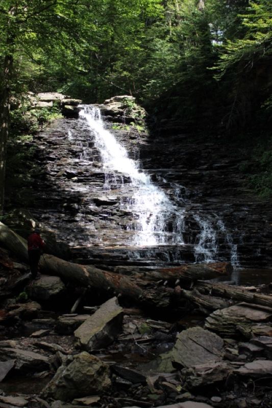Forest Waterfall Cascading Over Rocks