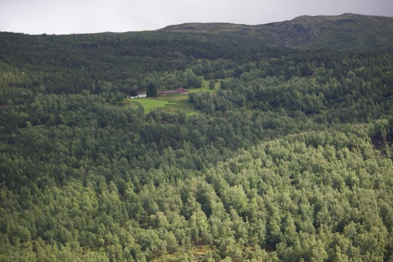 Forested Hillside With Clearing Below