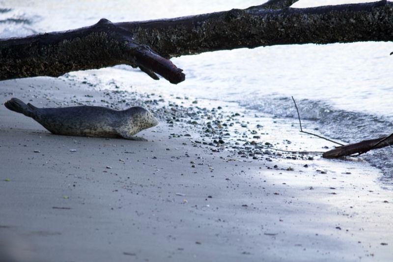 Seal Resting on Sandy Beach Shore