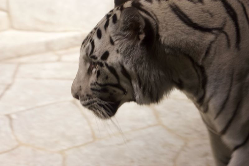 White Tiger Profile on Stone Floor
