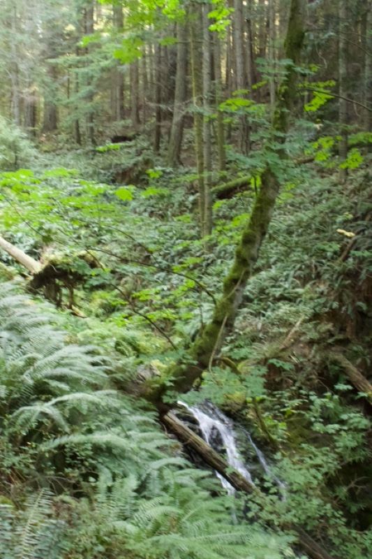 Forest Cascade Among Ferns