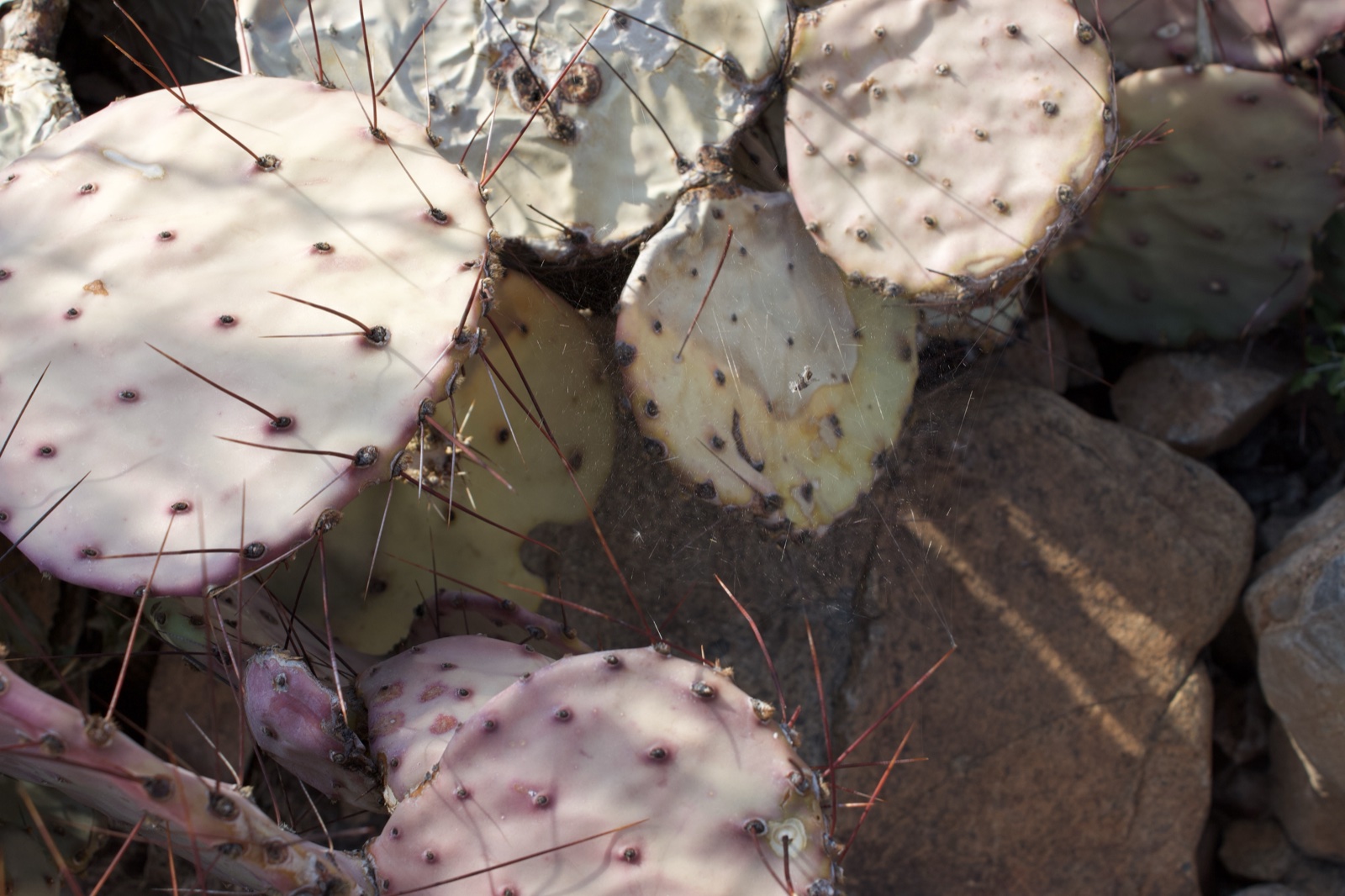 Pale Prickly Pear Cactus Pads