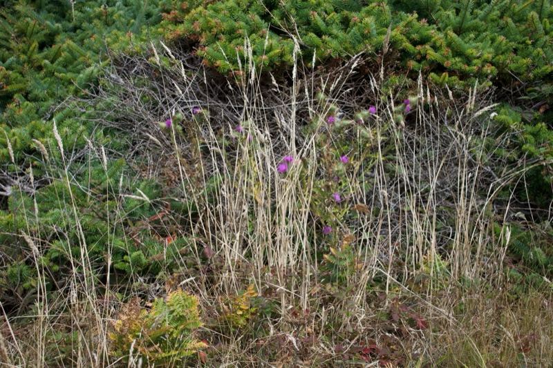 Wild Grasses and Purple Flowers