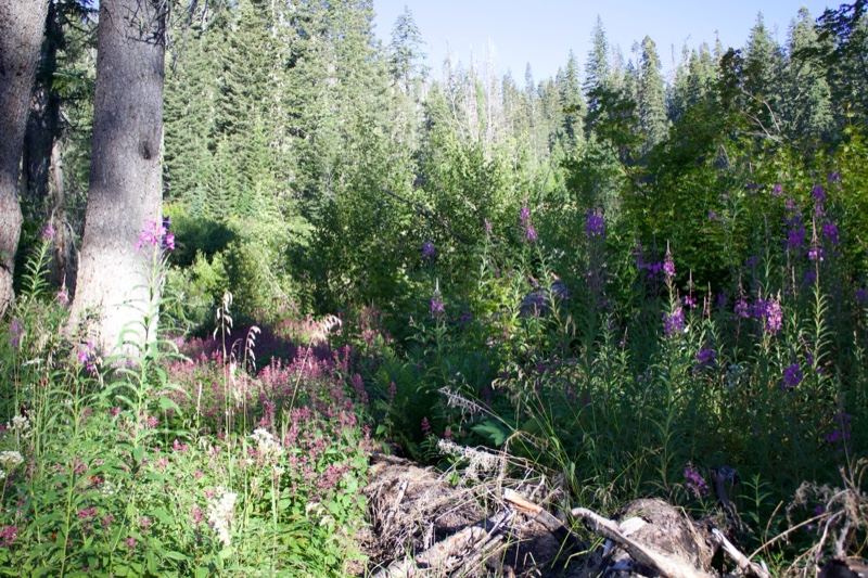 Forest Wildflowers Under Tall Trees