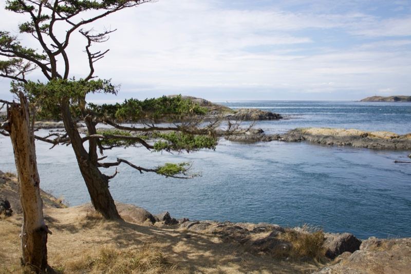 Windswept Pine Over Coastal Inlet
