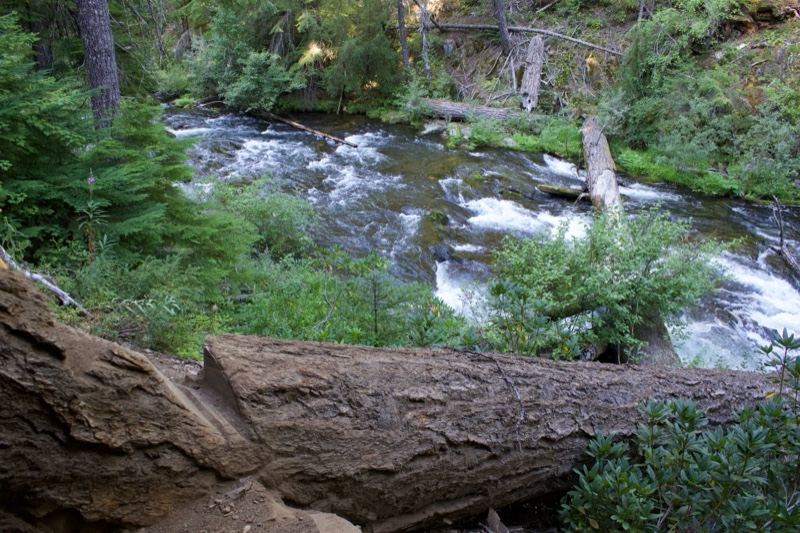 Forest River With Fallen Log