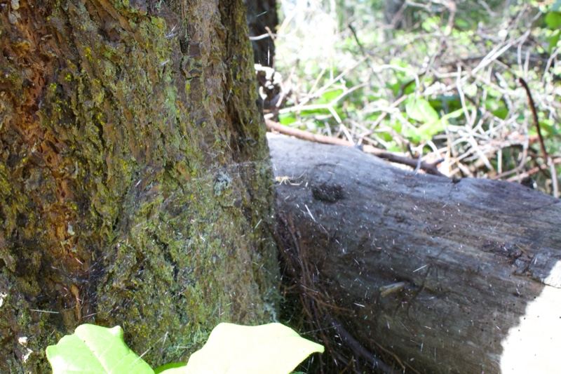 Mossy Tree Trunk in Forest
