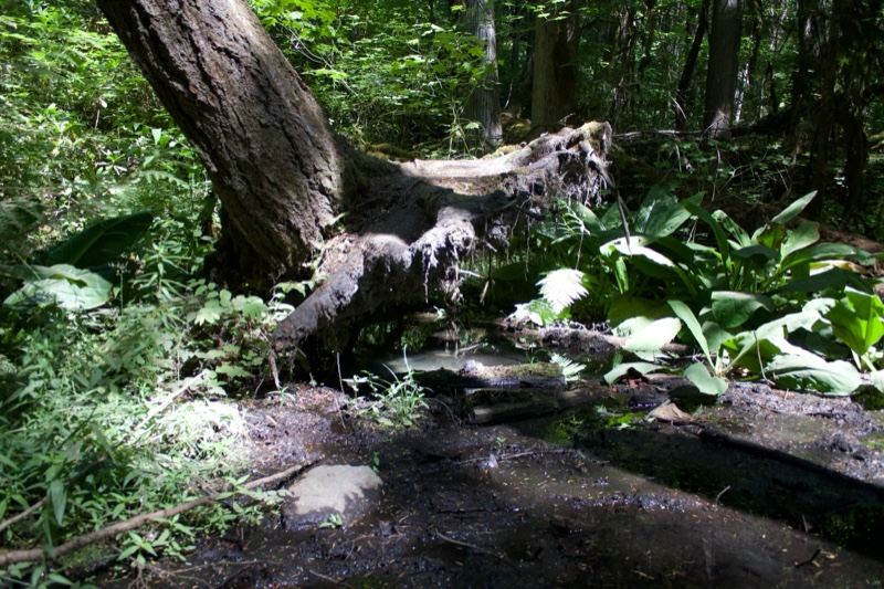 Fallen Tree Over Forest Stream