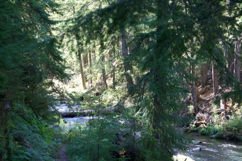 Sunlit Forest Stream Through Evergreens