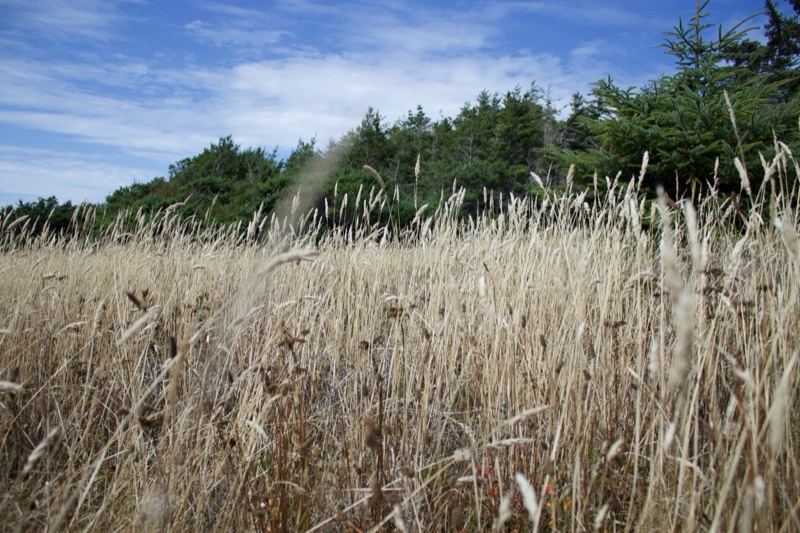 Dry Grass Field Under Blue Sky