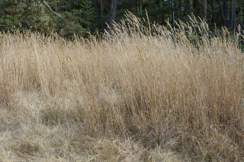 Dry Golden Grass in Forest Edge