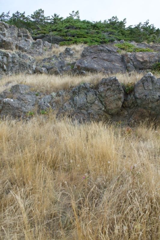 Dry Grass and Rocky Outcrop
