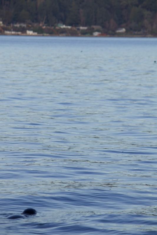 Seal Surfacing on Calm Lake