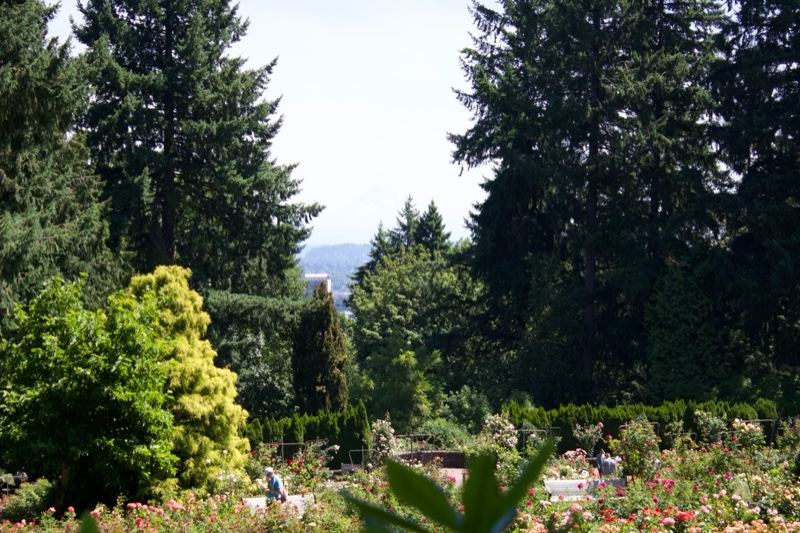 Garden with Trees and Flowers