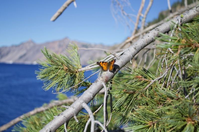 Butterfly on Pine Over Lake