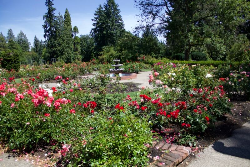 Rose Garden with Pink and Red Blooms