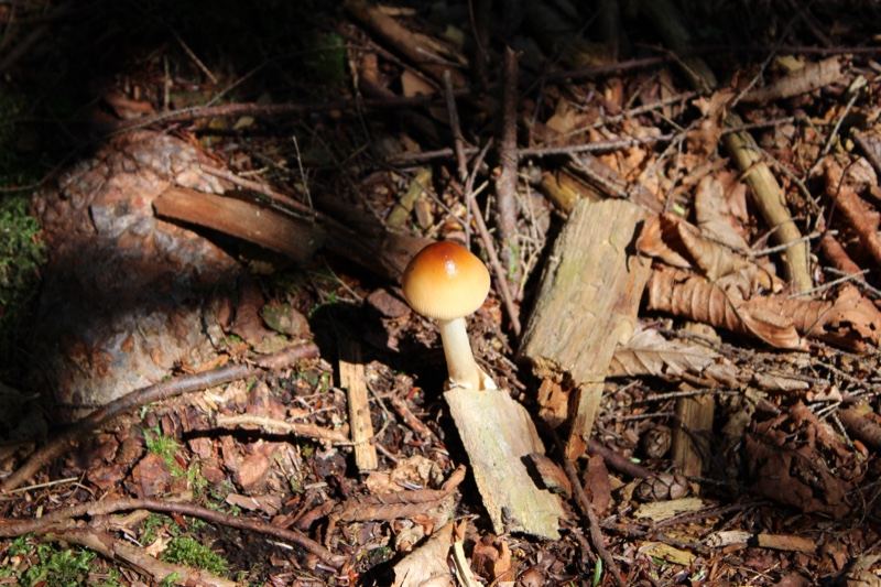 Mushroom on Forest Floor