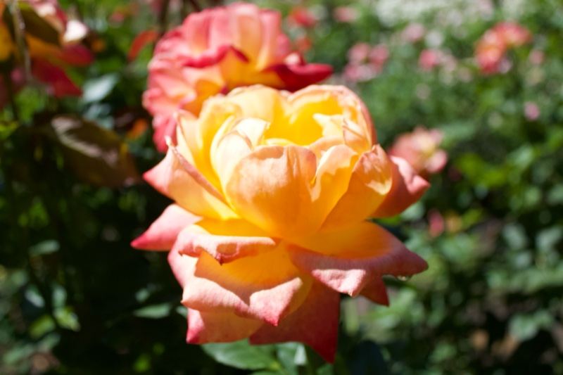 Yellow Orange Rose Close Up