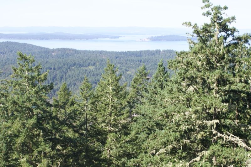 Forest Overlook Coastal Bay Vista