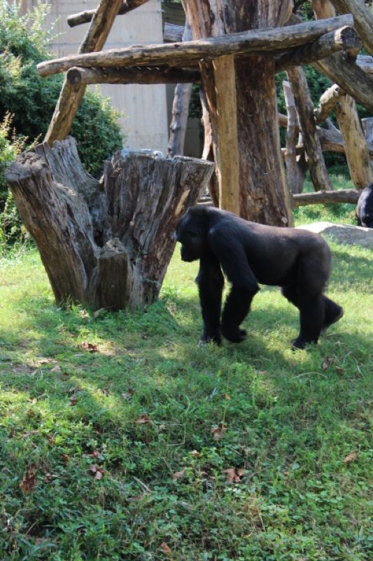 Gorilla Walking in Zoo Enclosure