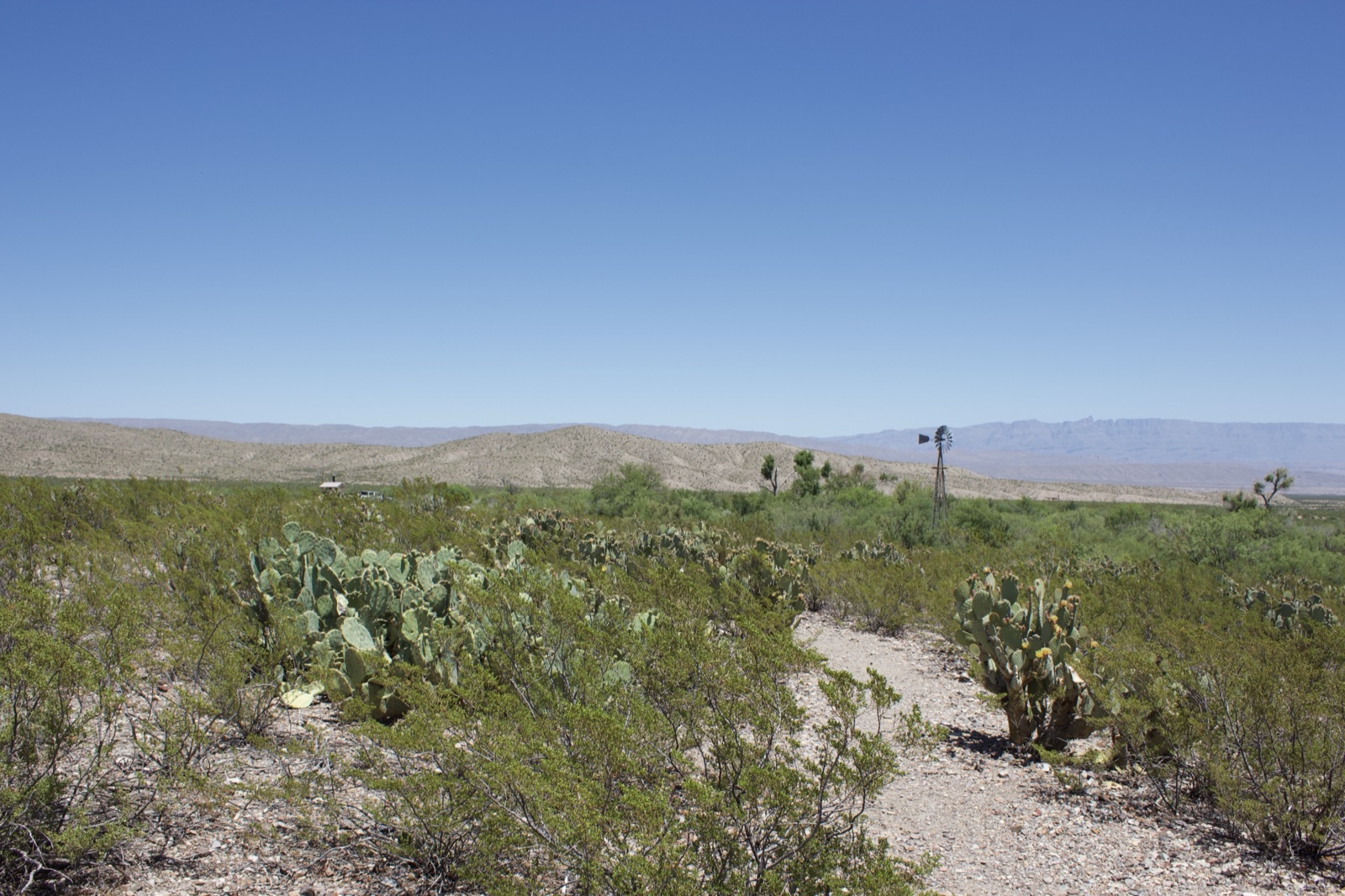 Desert scrub landscape with cactus