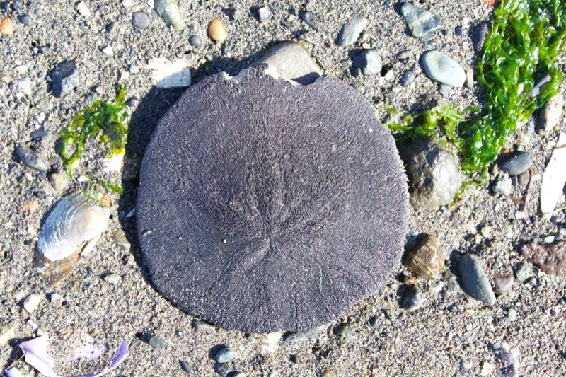 Sand dollar on beach sand